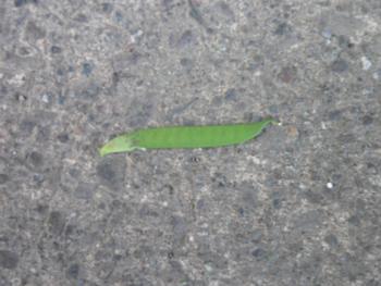 カラスノエンドウ3