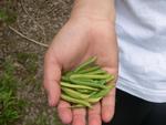 集めた豆2