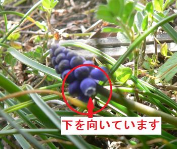 ムスカリ2