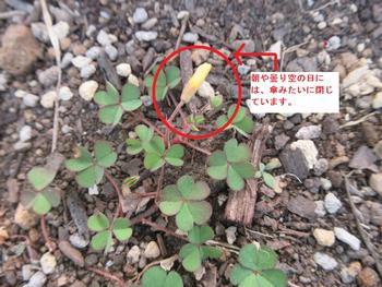 カタバミ3