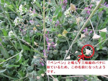 ペンペングサ2