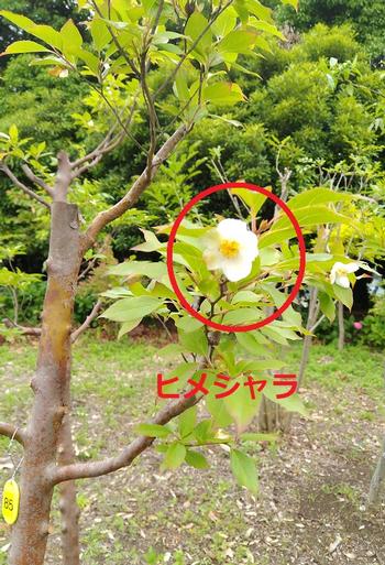 ヒメシャラの花