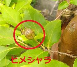 ヒメシャラの実