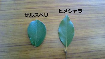 葉を並べて比べた様子