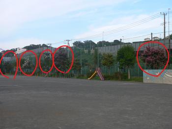 校庭の5本のサルスベリ