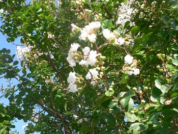サルスベリの花2