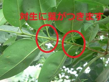 対生に葉がつきます