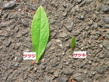 葉の大きさを比べた写真