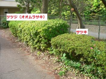ツツジとサツキ