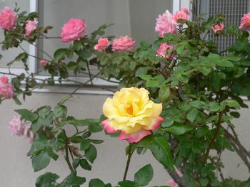 黄色いバラの花