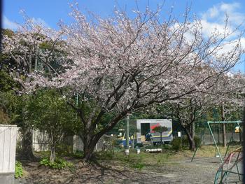 桜2