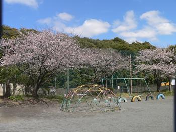 桜1