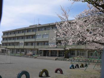 桜3