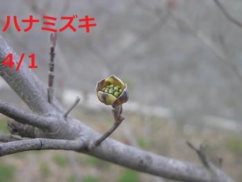 ハナミズキのつぼみ