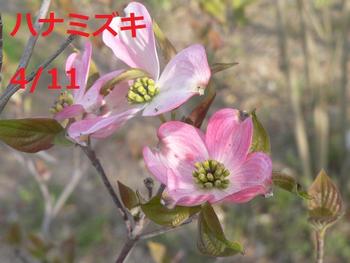 開花したハナミズキ