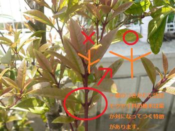対に生えている葉