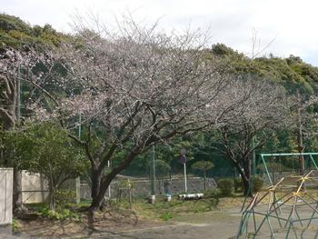 サクラ開花2