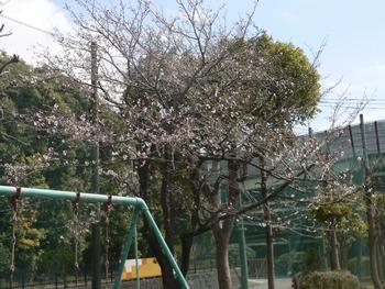 サクラ開花3