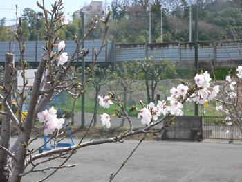 開花した桜