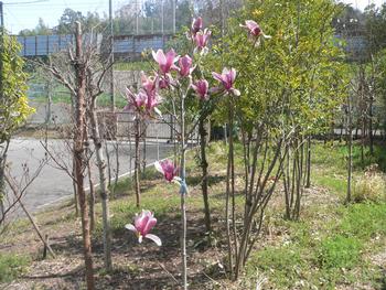 開花したシモクレン2