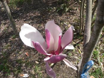 開花したシモクレン1