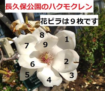 9枚の花びら