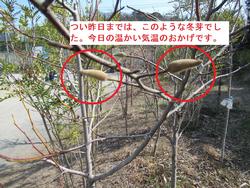 冬芽