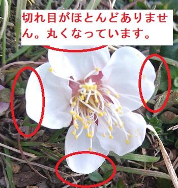 ウメの花の特徴