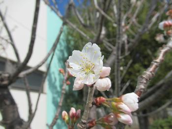 調理場隣の桜2