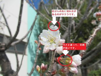 サクラの花の特徴