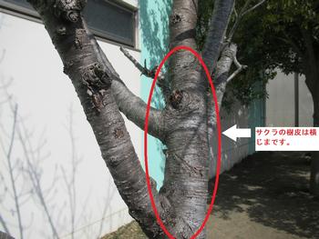 サクラの樹皮の特徴