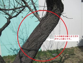 ウメの樹皮の特徴