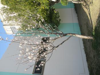 調理場隣の桜1