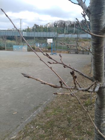 開花前の桜1