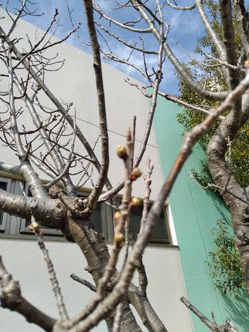 開花前の桜2