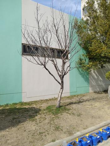 開花前の桜3