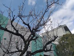 紅梅3