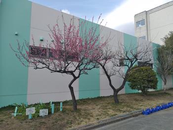 紅梅1