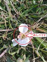 白梅2