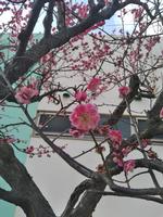紅梅2