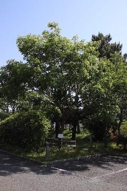 片瀬中学校のカイノキ