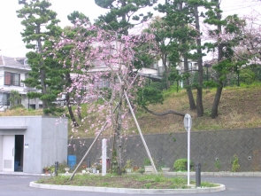 しだれ桜の寄贈3