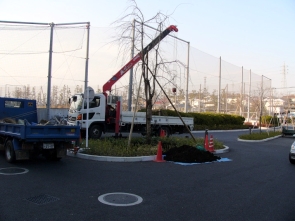 しだれ桜の寄贈1