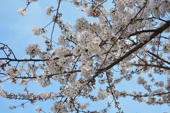 満開の桜1
