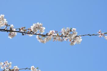 桜の枝