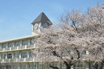 校舎と桜1