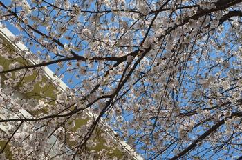 満開の桜2