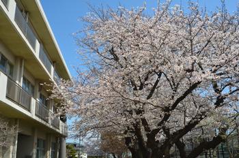 校舎と桜2