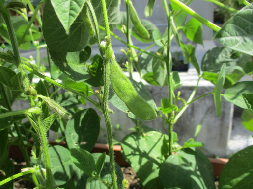 edamame