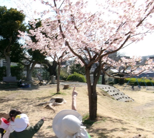 sakura1